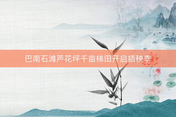 巴南石滩芦花坪千亩梯田开启插秧季
